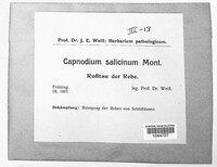 Capnodium citri image